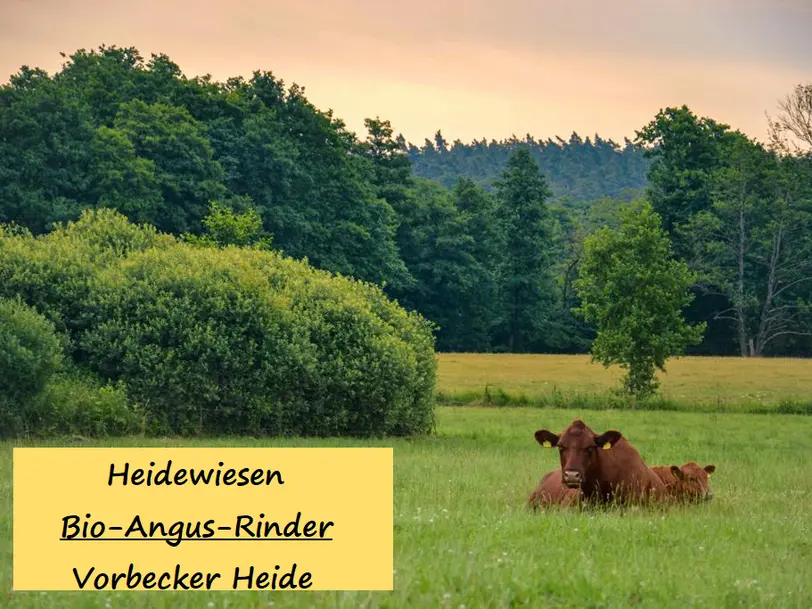 Heidewiesen Bio-Angus-Fleisch in Vorbeck